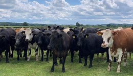 Maintaining cattle performance at grass
